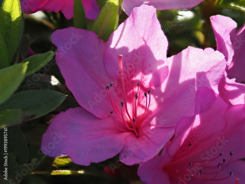Tokyo, Japan - April 22, 2026: Closeup of Azalea flowers in the Morning sun