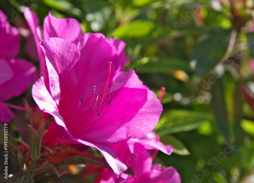 Tokyo, Japan - April 22, 2026: Closeup of Azalea flowers in the Morning sun