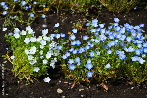 青色と白色のネモフィラ