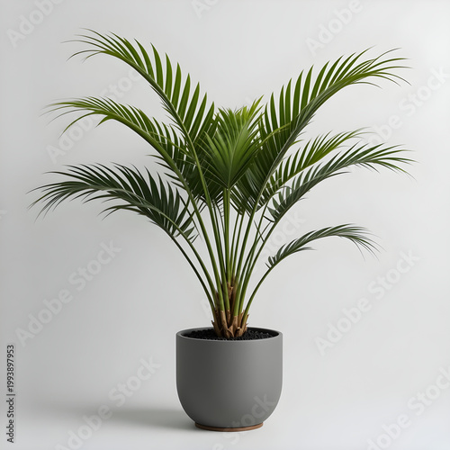 Potted Areca Palm Plant With Green Fronds On Gray Background Keywords: areca palm, potted Icon