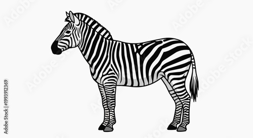 Zebra in a grayscale profile standing