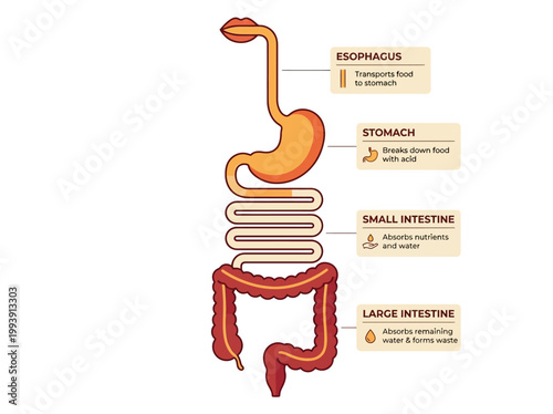 Flat 2D Vector Infographic Illustrating Human Digestive System Anatomy and Organ Functions for Medical Education