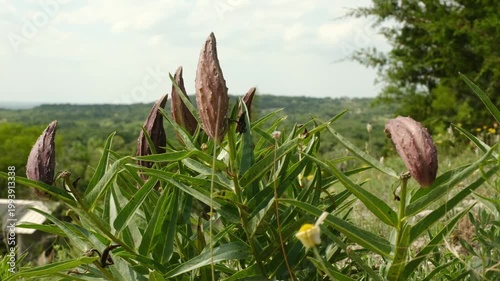 Antelope-horns milkweed plant in wind showing seed pods closeup with natural Texas hills in background.