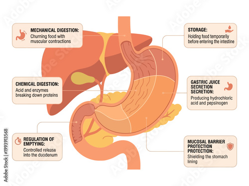 Explanatory 2D Vector Infographic Detailing the Primary Digestive Functions and Protective Mechanisms of the Human Stomach
