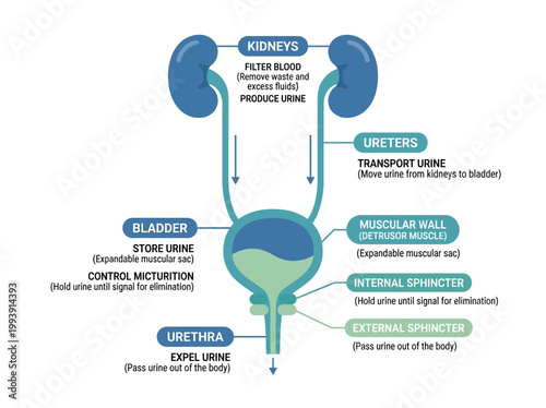 Anatomical vector infographic diagram explaining the human urinary system, kidney function, bladder, and urine excretion.