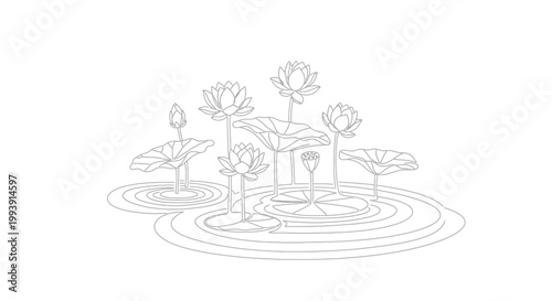 Lotus flowers and lily pads floating.