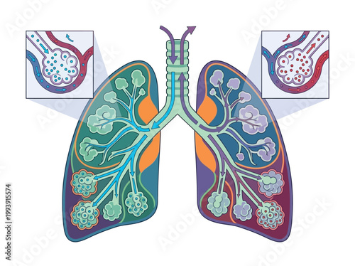 Modern flat 2D vector infographic illustration of the human respiratory system: gas exchange of oxygen and carbon dioxide in lungs.
