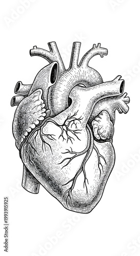 Anatomical Heart Illustrati...