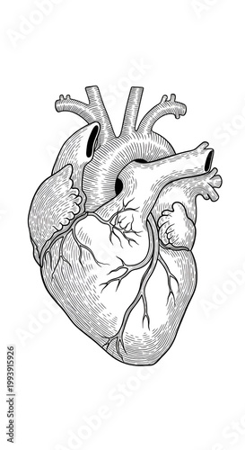 Anatomical Heart Illustrati...