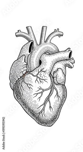 Anatomical Heart Line Art I...