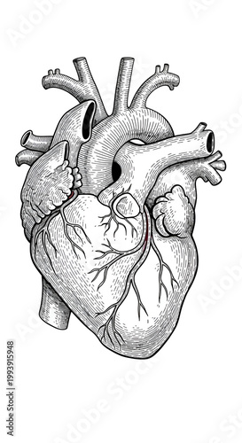 Anatomical Human Heart Illu...