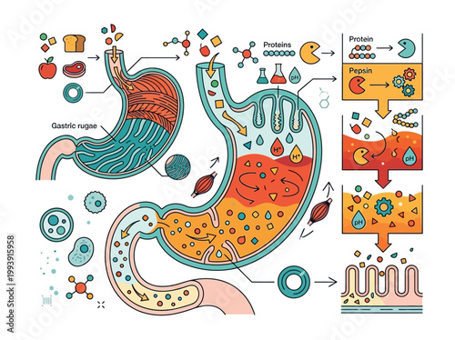 Modern flat vector infographic illustration detailing human stomach digestion, food breakdown, and protein processing within the gastrointestinal system.