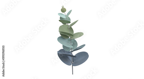 Eucalyptus branch with round leaves in gradient colors