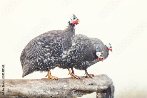 Canvastavla Guinea fowl in the morning fog.
