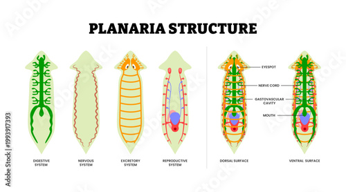 Planaria anatomy structure diagram. Digestive, nervous, excretory and reproductive system. Dorsal and ventral surface. Gastrovascular cavity, Nerve cord, Ganglion, Testis Ovary. Vector illustration