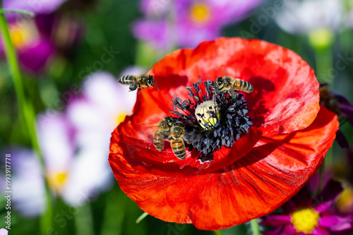 Bees on a red poppy