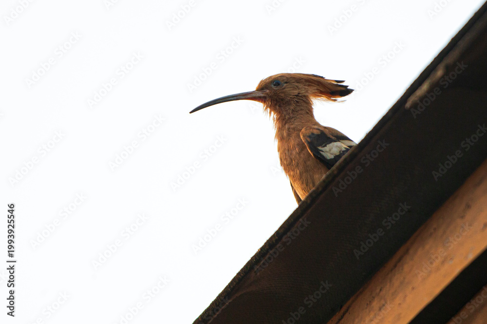 Fototapeta premium Eurasian hoopoe (Upupa epops) sitting on the roof