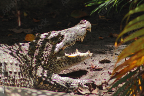 Canvas Print Close-up profile of an alligator emerging from murky green water with floating leaves