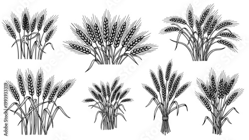 Group of hand-drawn wheat bundles depicted in a vintage woodcut or engraving style isolated on a white background.