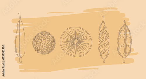 Abstract illustration of various plant seed pods and cross section slices