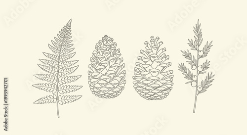 Botanical illustrations fern pine cones and juniper branch in vector style