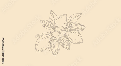 Branch of almonds illustration on neutral background for healthy eating concepts