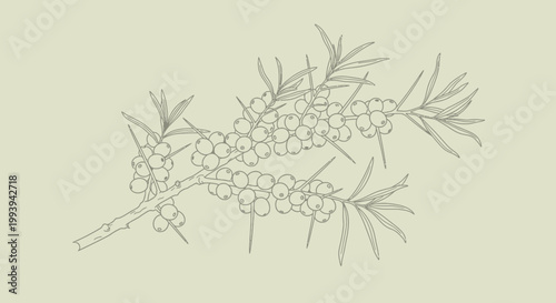 Branch of sea buckthorn berries illustration on neutral background