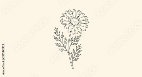Chamomile flower botanical illustration isolated on neutral background