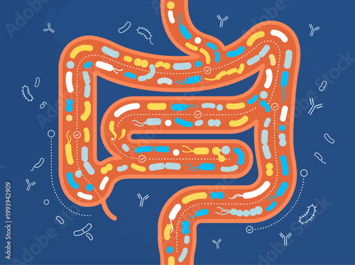 Vector illustration of gut microbiome illustration with bacteria in human digestive system
