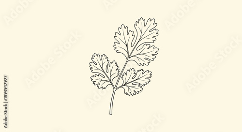 Coriander sprig illustration on light background for food and recipe concepts