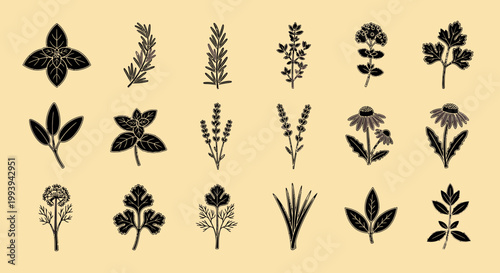 Decorative botanical illustrations of various herbs and plants on beige background