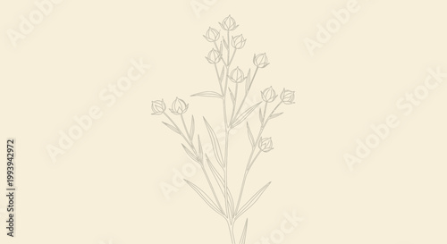 Delicate botanical illustration of a flowering plant against a neutral backdrop