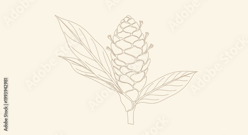 Delicate botanical illustration of a flowering plant against a neutral background