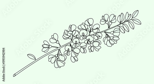 Delicate botanical illustration of a flowering plant branch with detailed outlines