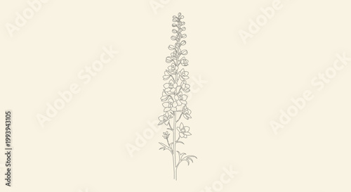 Delicate floral illustration of a tall flowering plant in minimalist style