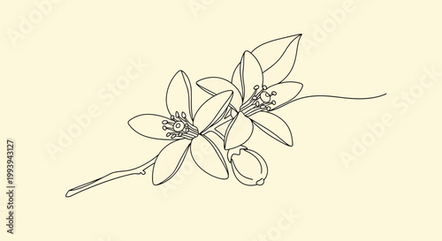 Delicate floral line art illustration of blossoming flowers on a stem