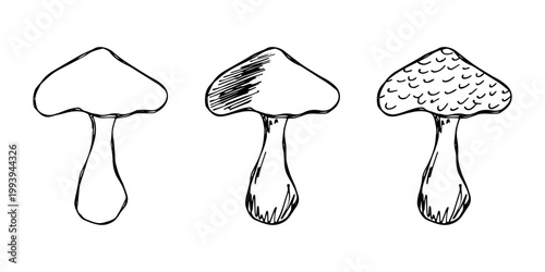 Hand drawn mushroom doodle set Botanical illustration Cute autumn mushroom Healthy eco food Organic vegetarian food For stickers, greeting card, design, print, packaging, decor, kids books