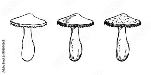 Hand drawn mushroom doodle set Botanical illustration Cute autumn mushroom Healthy eco food Organic vegetarian food For stickers, greeting card, design, print, packaging, decor, kids books