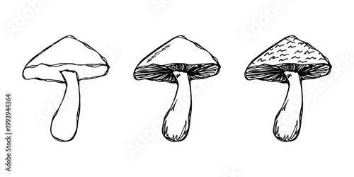 Hand drawn mushroom doodle set Botanical illustration Cute autumn mushroom Healthy eco food Organic vegetarian food For stickers, greeting card, design, print, packaging, decor, kids books