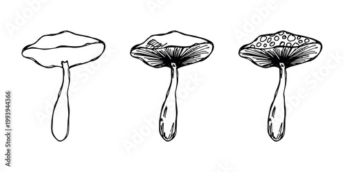 Hand drawn mushroom doodle set Botanical illustration Cute autumn mushroom Healthy eco food Organic vegetarian food For stickers, greeting card, design, print, packaging, decor, kids books