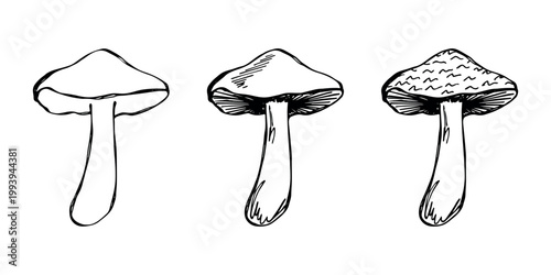 Hand drawn mushroom doodle set Botanical illustration Cute autumn mushroom Healthy eco food Organic vegetarian food For stickers, greeting card, design, print, packaging, decor, kids books