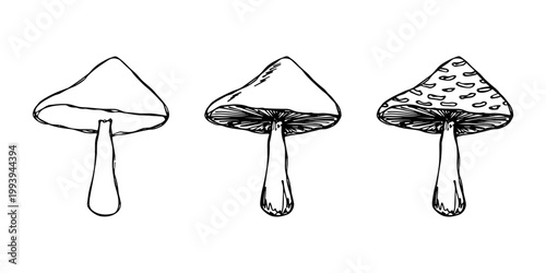 Hand drawn mushroom doodle set Botanical illustration Cute autumn mushroom Healthy eco food Organic vegetarian food For stickers, greeting card, design, print, packaging, decor, kids books