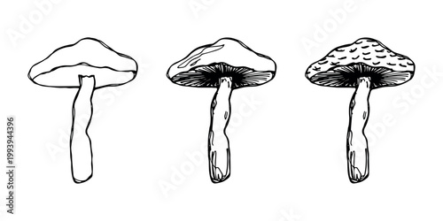 Hand drawn mushroom doodle set Botanical illustration Cute autumn mushroom Healthy eco food Organic vegetarian food For stickers, greeting card, design, print, packaging, decor, kids books