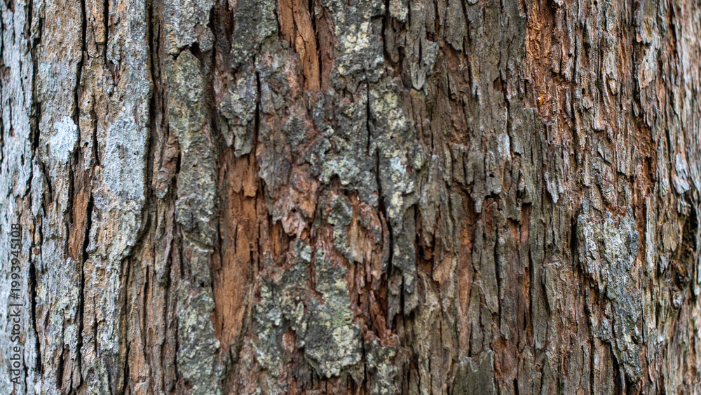 Obraz premium Tree Bark Texture Background Natural Wood Pattern Close Up