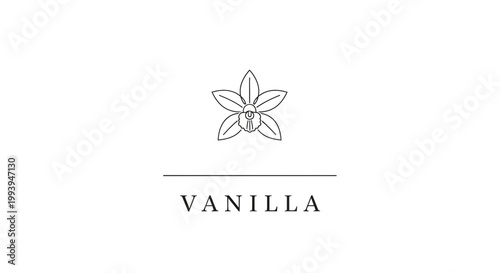 Elegant vanilla flower illustration with text for branding or design