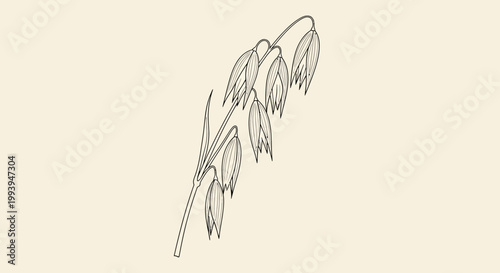 Detailed illustration of an oat plant on a neutral background