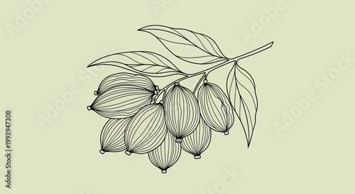 Detailed illustration of botanical seeds with leaves on a beige background