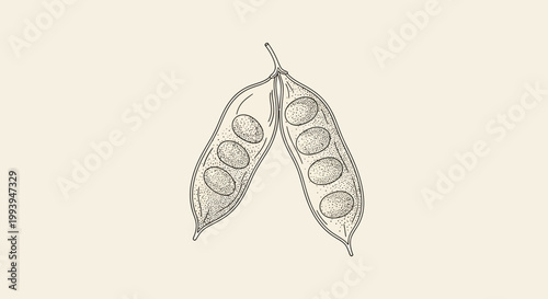 Detailed vintage illustration of open bean pod with seeds
