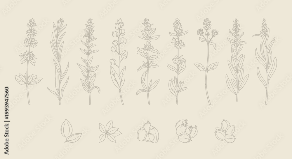 Fototapeta premium Elegant botanical line art collection of herbs and flowers on beige background