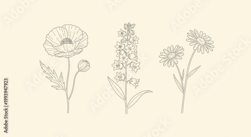 Elegant floral line art illustrations of poppy delphinium and daisy blossoms